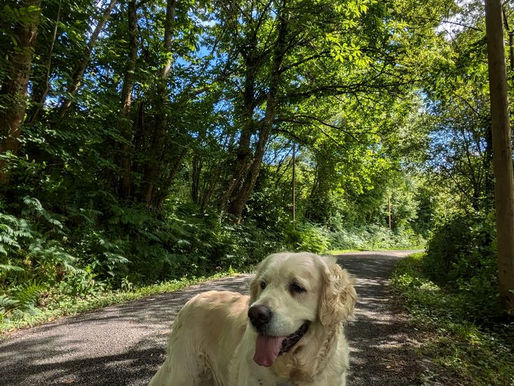 Chien en balade