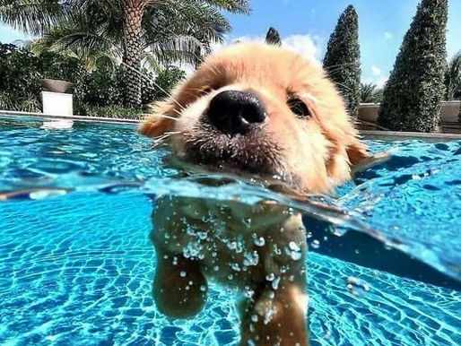 chien dans l'eau