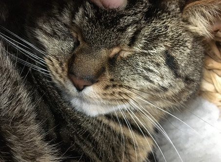 Huey McSquishyface