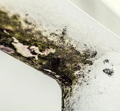 Mold Remediation vs Mold Removal: What’s the Difference?
