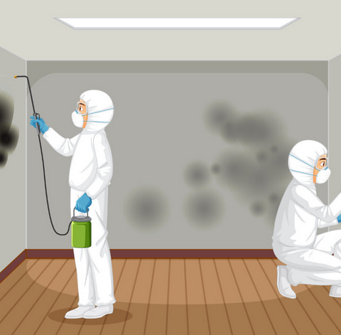 Signs You Need Professional Mold Remediation in Edison, NJ