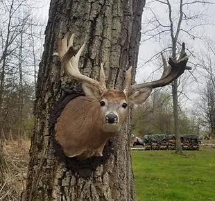 Deer%20Head%2019_edited.jpg