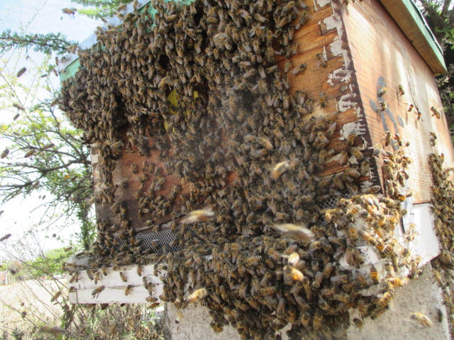 Enjambre llegando a cámara de cría