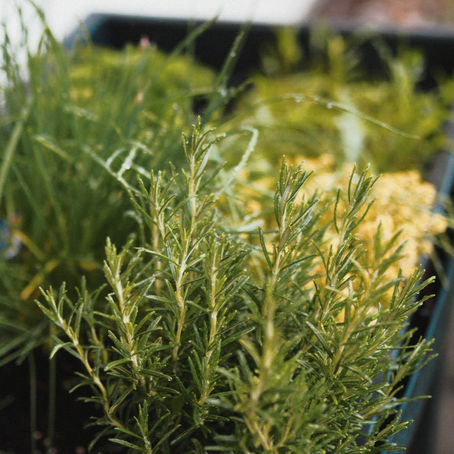 Küchenkräuter für Anfänger