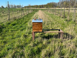 🐝 Nieuwe Bewoners in ons Voedselbos: De Bijen zijn Gearriveerd!