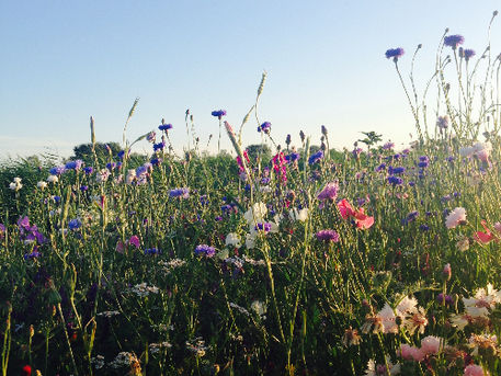 Bloemen zelfpluk vrijdag 8 augustus
