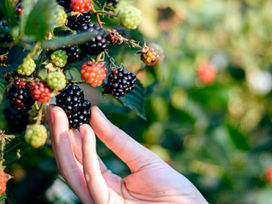 Nieuwe sappen, verrassende smaken!