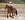 Beginner One Day Horse Camp 6/17/21