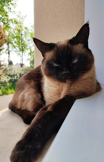 pilule regard de braise.jpg
