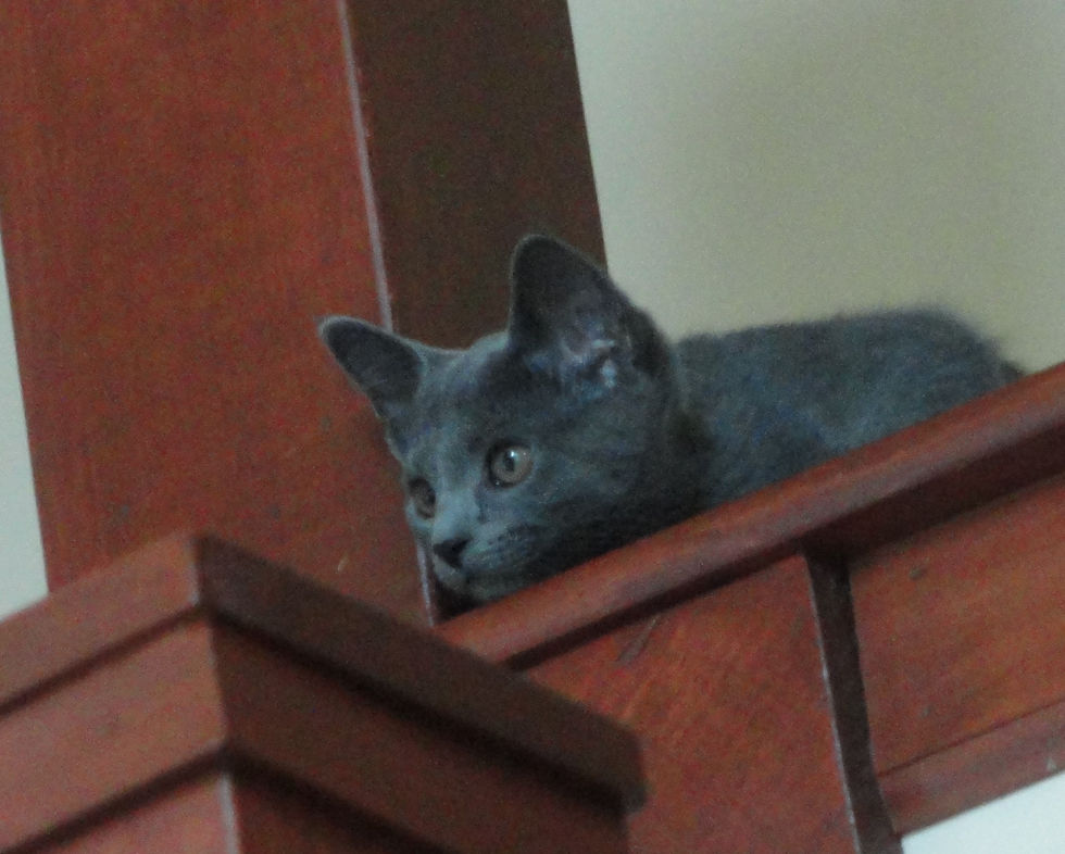 Lucy exploring the house