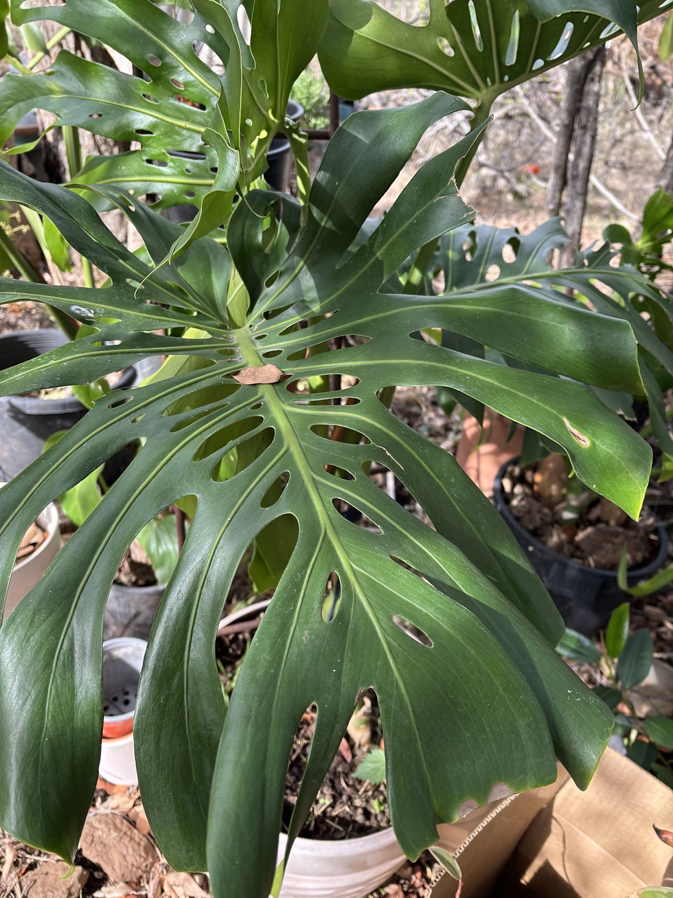 Monstera