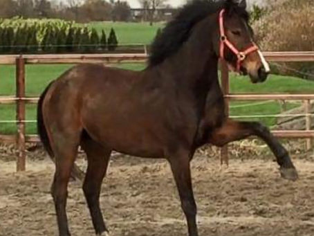 Klant verhaal: Joost (paard)