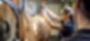 asa-vet-background.jpeg