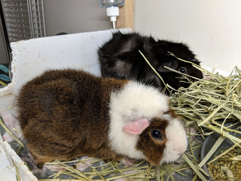 Differences Between Male And Female Guinea Pigs Should I Adopt Male Or Female Guinea Pigs