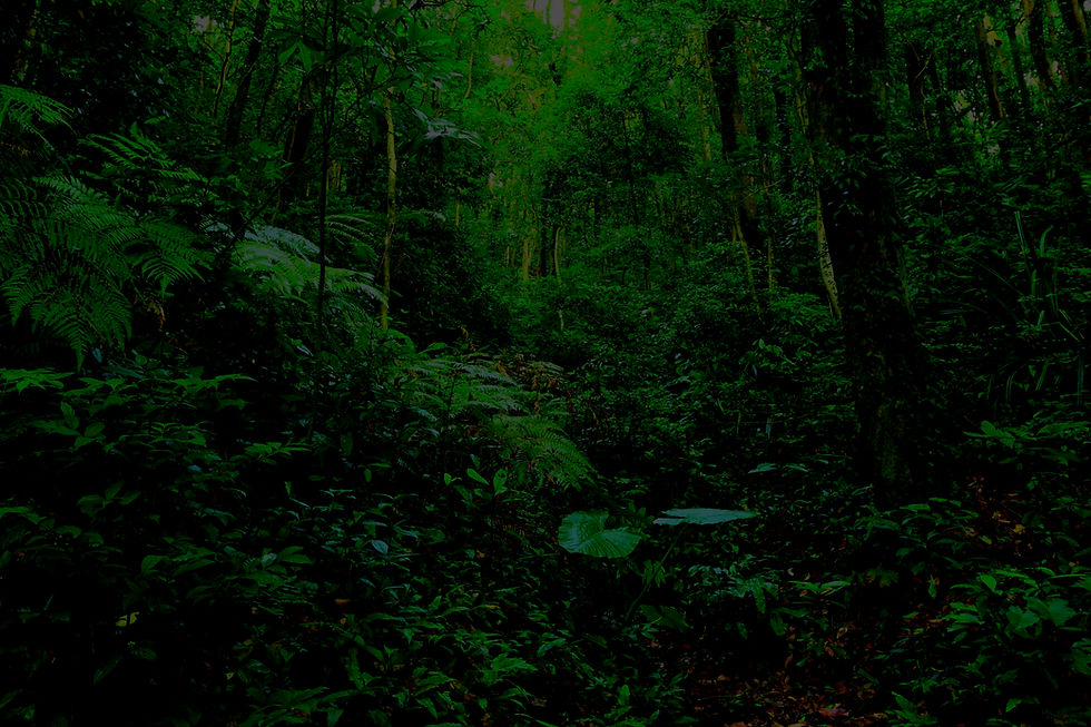 465002-landscape-plants-forest-trees_edited.jpg