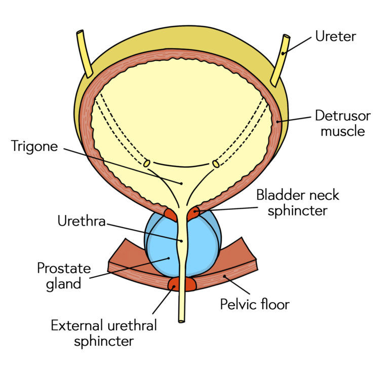 Removal of the prostate requires the pelvic floor and external urethral sphincter to work harder to stop urination