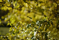 DSCF1575.JPG