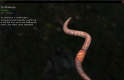earthworm.png