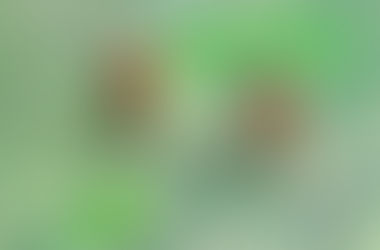 Surprise Circuit Buzz