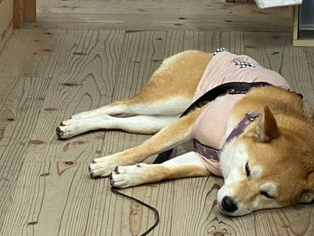 看板犬
