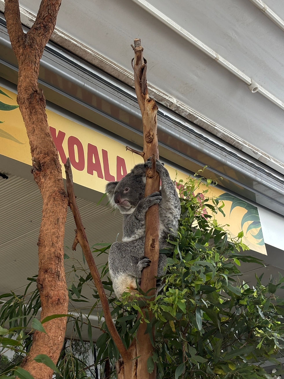 Koala at WILD LIFE Zoo Sydney