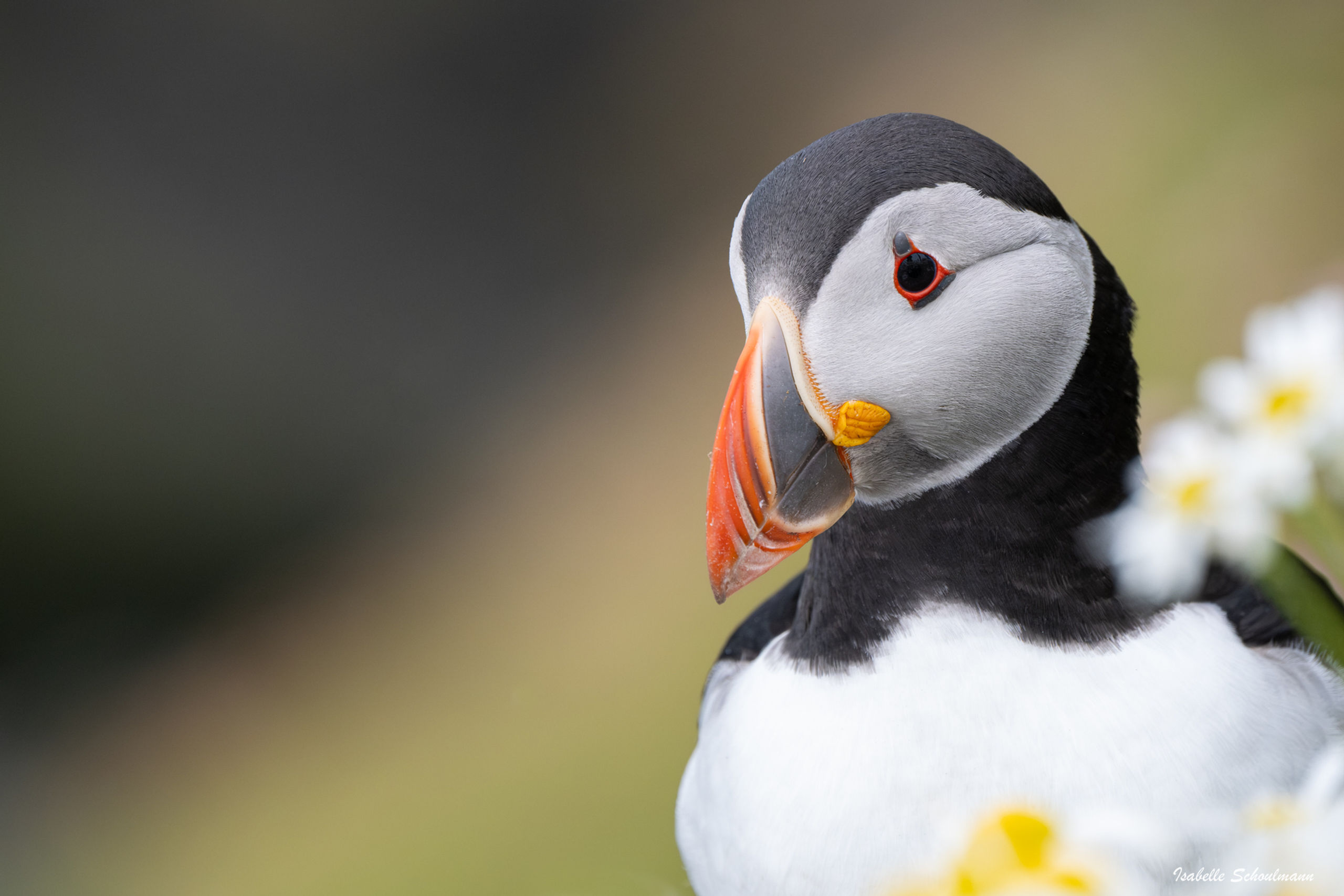 Macareux moine - Ecosse