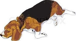 Beagle.jpg
