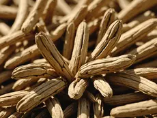 Close-up view of astragalus root, showcasing its natural form.
