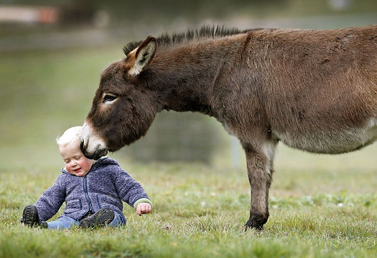 o-MINI-DONKEY-1-facebook.jpg