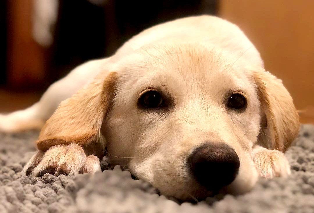 Lab Rescue LRCP About Our Organization