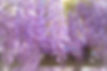 english_garden_flowers_10.jpg