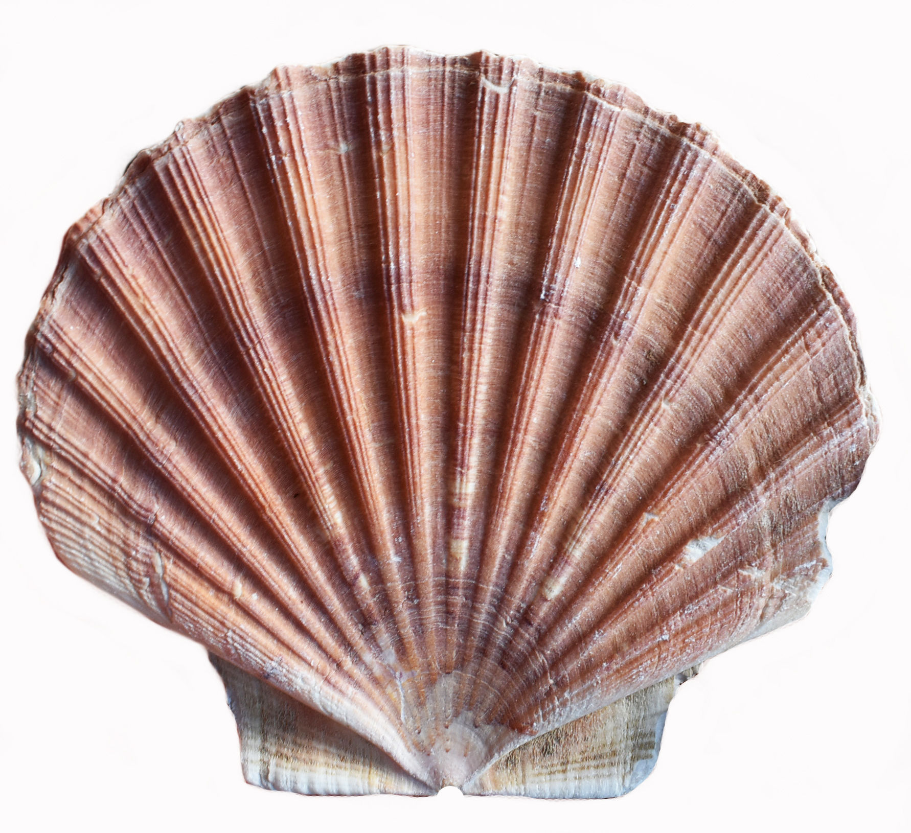 Summer Gulf Scalloping