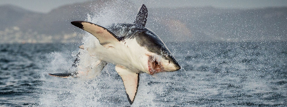 Great white shutterstock cropped.jpg