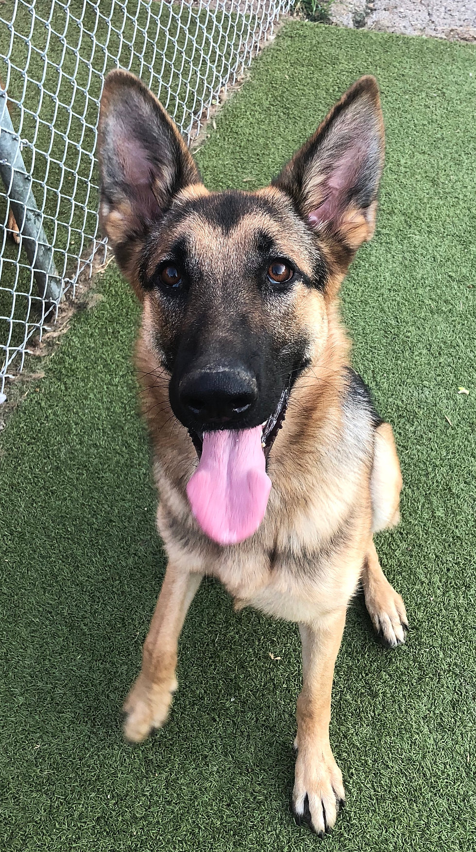 German Shepherd Dog Rescue | GSD Rescue Indy | Indiana | Nina
