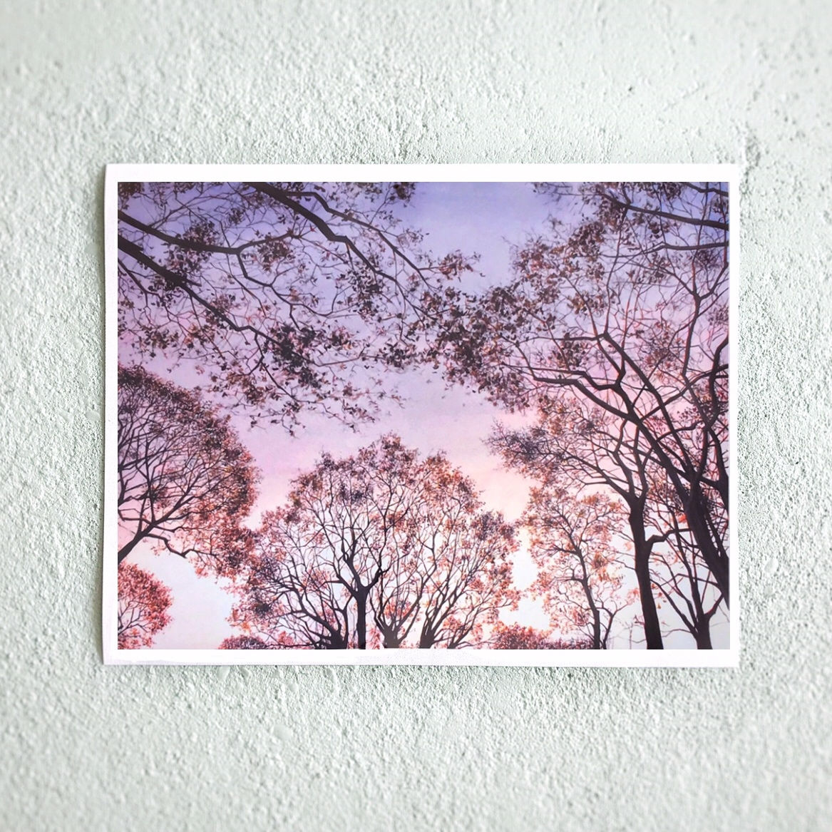 Pink Frost 11"x14" Print
