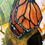 Thumbnail: Milkweed Monarch - (24x30)