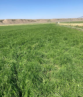 Crusader Italian Ryegrass