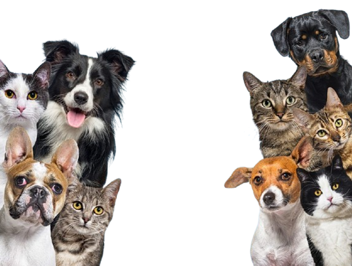 pets-removebg-preview.png