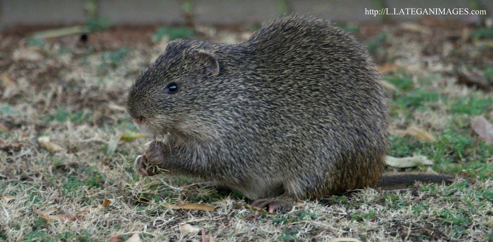 africa Mammal Life List