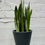 Thumbnail: Sansevieria