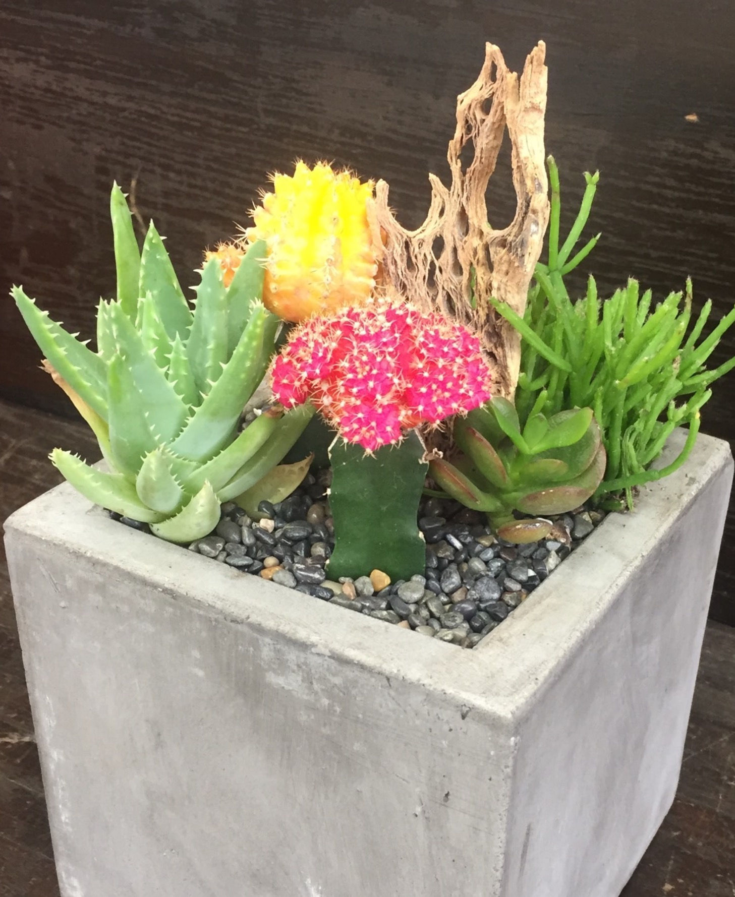 Medium Tabletop Succulent Arrangement