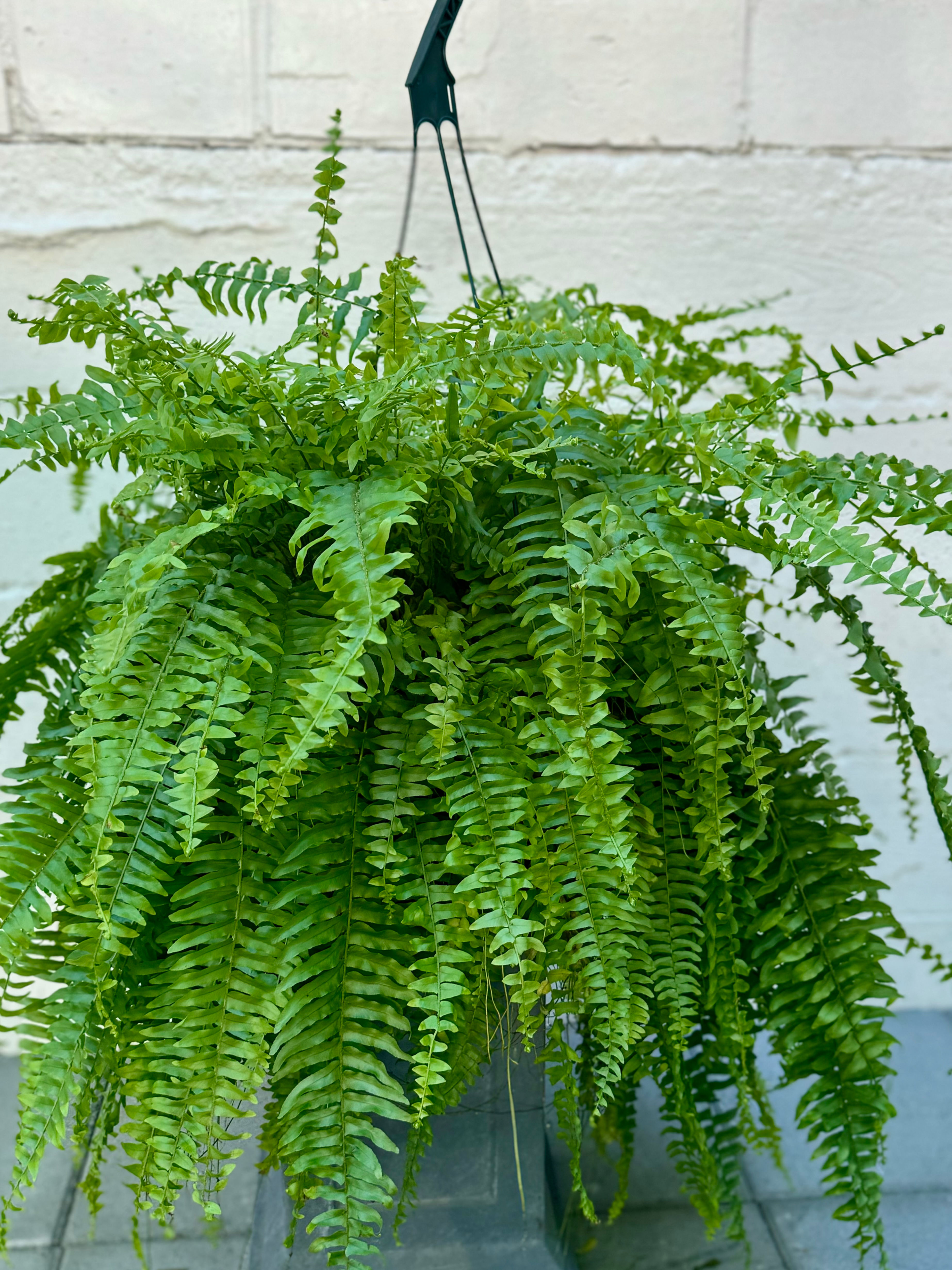 Queen Fern