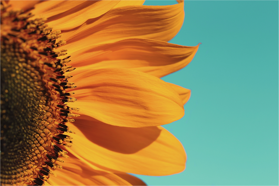 Sonnenblume