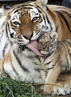 Amour maternel