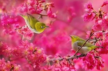 Printemps.jpg