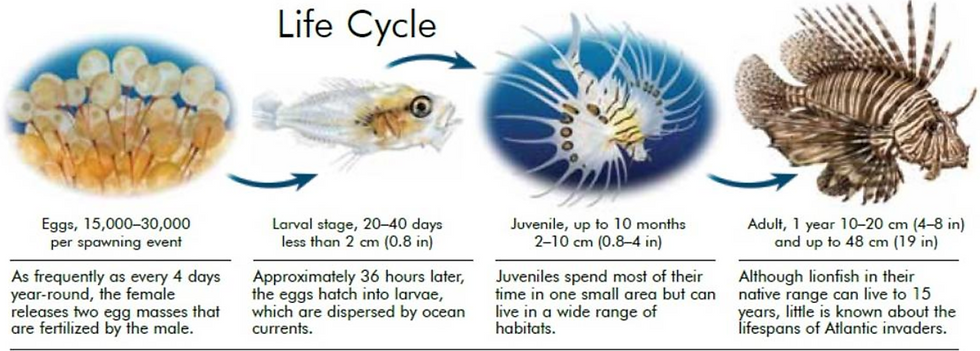 Lionfish reproduction and early life stages, showing spawning or eggs drifting in the ocean currents