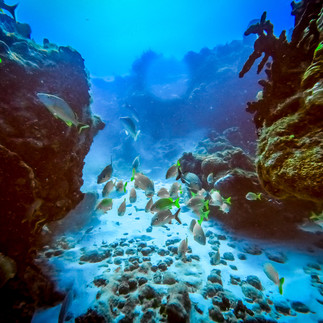A beautiful section of the San Toribio Reef