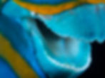 Beautiful view of the teeth cemented together to form the beak of a parrotfish