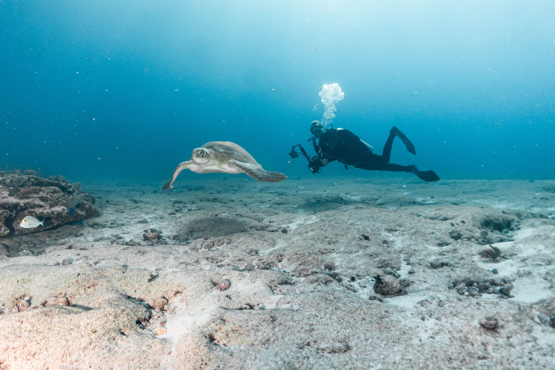 Diver with loggerhead turtle