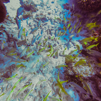 Schools of fish at San Toribio Reef